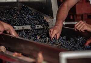 People Selecting Grapes during harvest