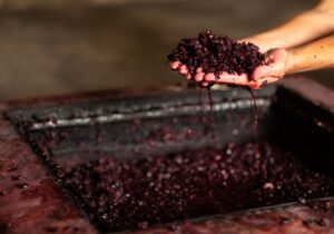 fermentation wine making in hands juice bunches harvest experience tuscany