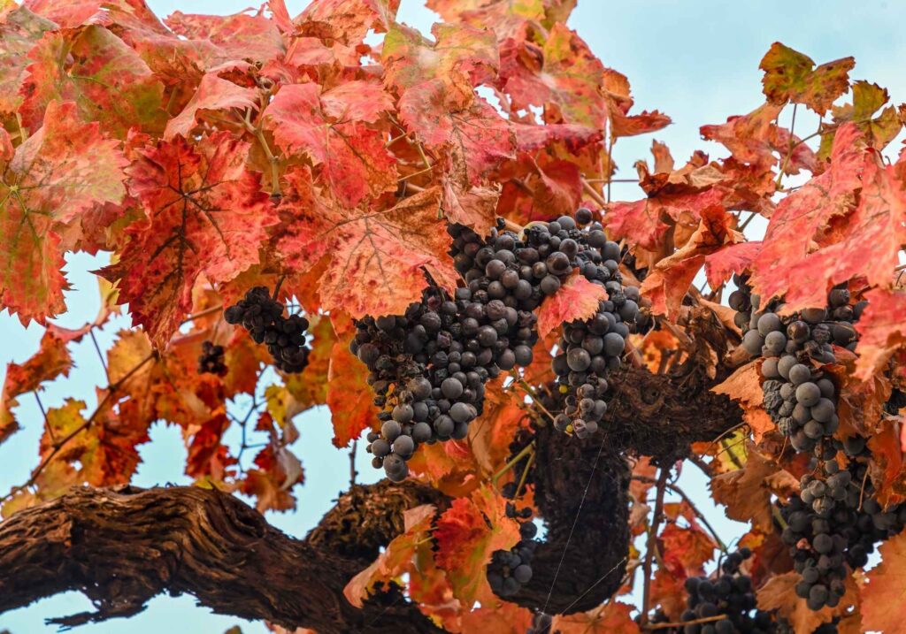 sagrantino grapes perugia wine tour