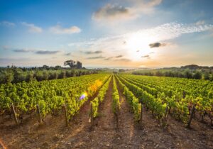 sunset upon.bolgheri vineyards