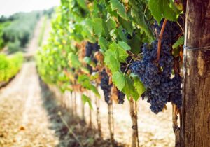 Tuscan Vineyard with Red Grapes