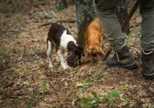 truffle hunting in tuscany dogs sniffing