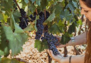 wine tours tuscany hands holding