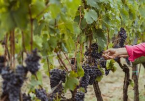 wine tours tuscany harvest grapes