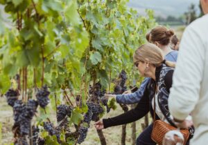 wine tours tuscany tasting grapes