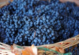 Sagrantino di Montefalco in Umbria region Italy is produced to dry to make a passito wine and dry leaves