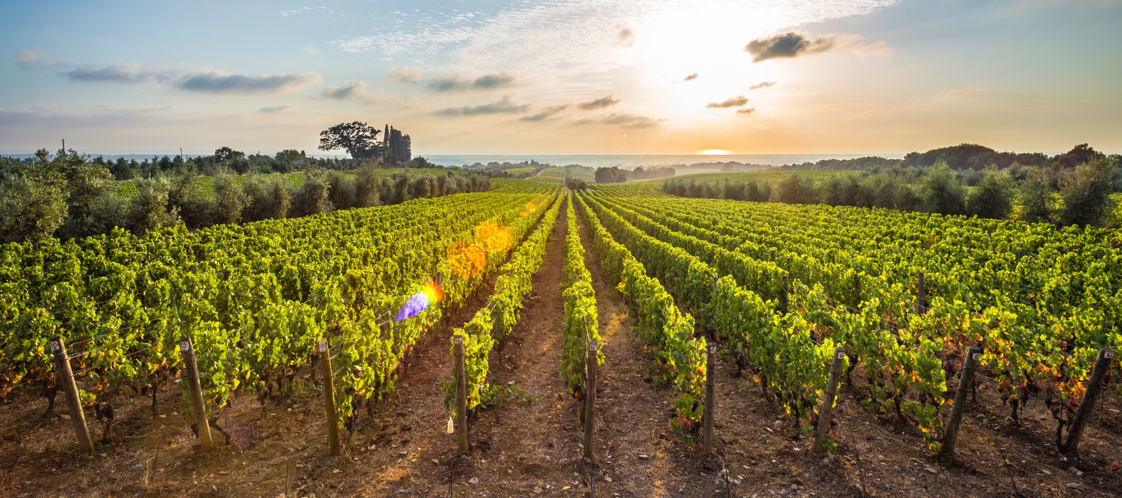 view on bolgheri vineyards and the sea