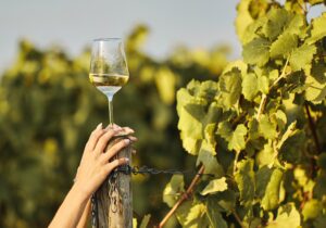 white wine.glass in the vineyard